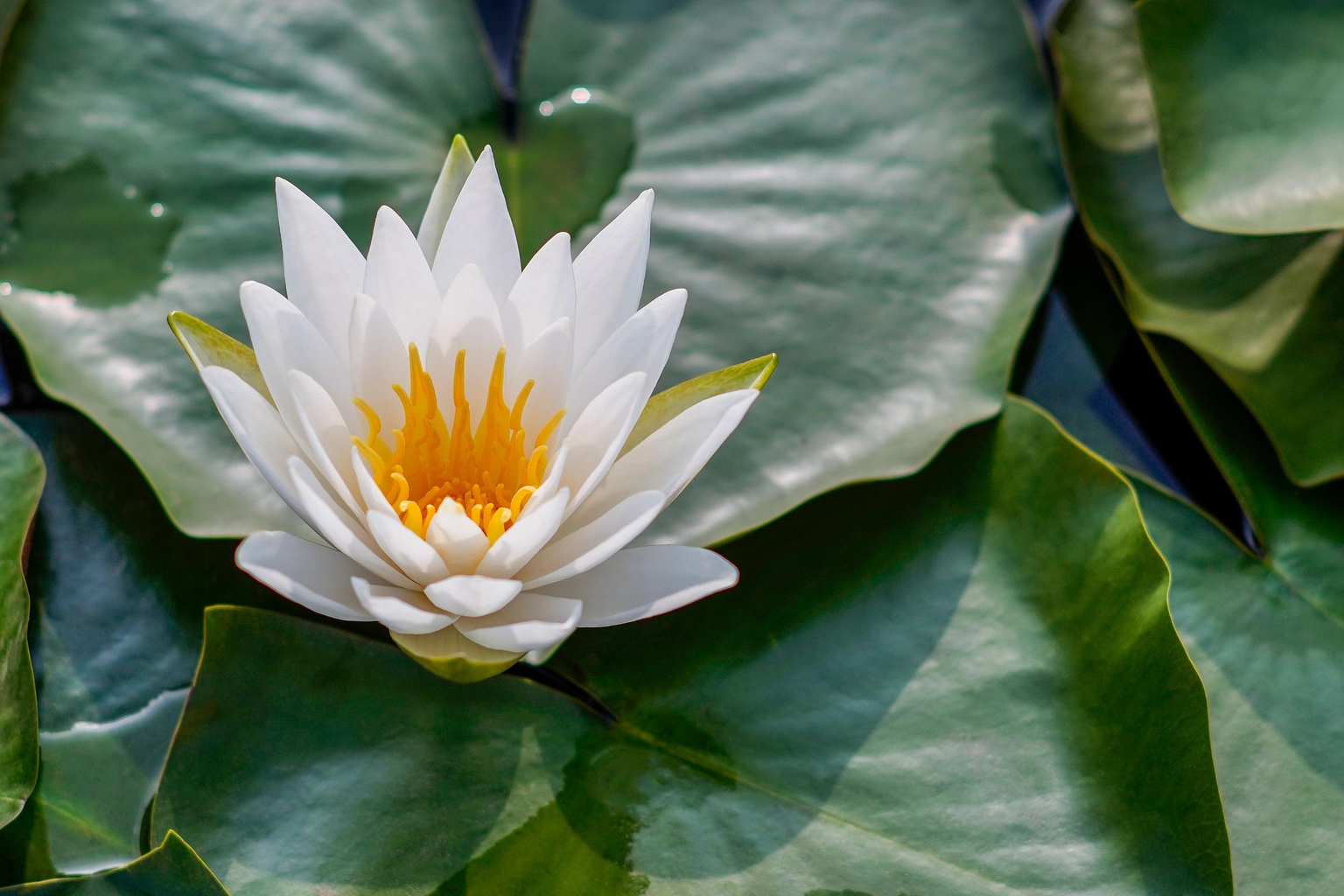 Uma flor de lótus em um fundo de folhas verdes. 