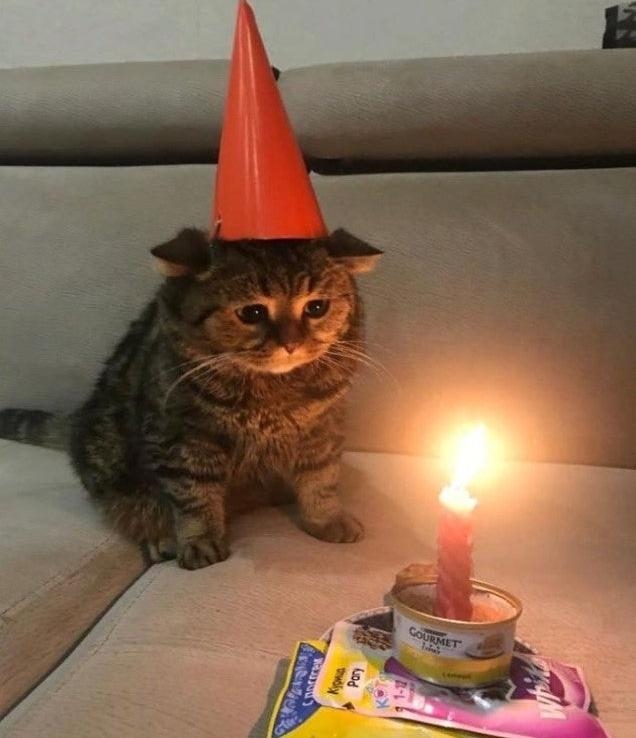 Gatinho triste soprando velas no seu bolo de aniversário.