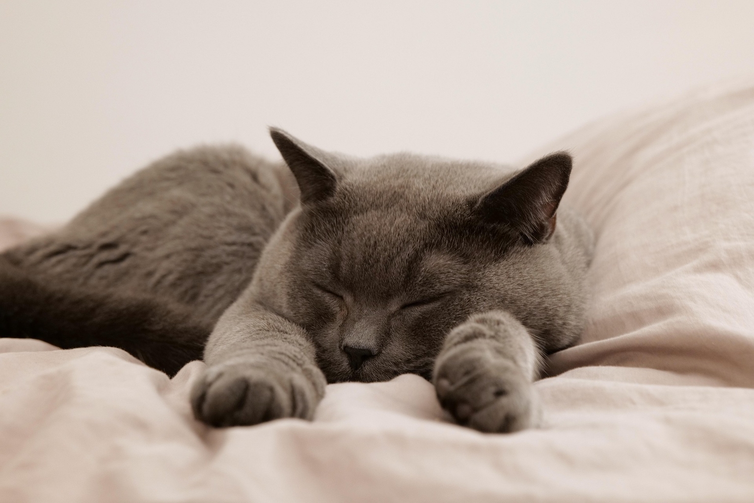 Um gato cinza dormindo